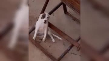 Reprodução/ Vídeo