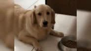 Reprodução/ Vídeo