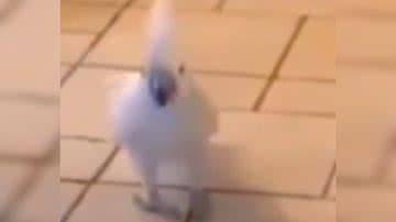 Reprodução/ Vídeo