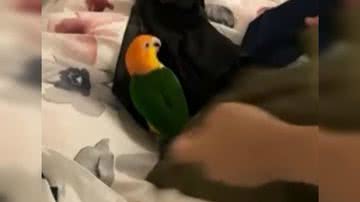 Reprodução/ Vídeo