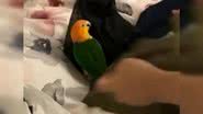 Reprodução/ Vídeo