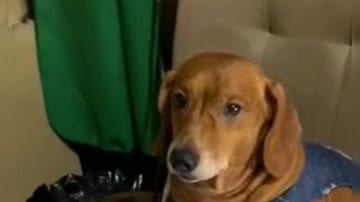 Reprodução/ Vídeo