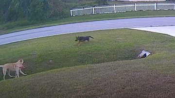 Reprodução / Redes Sociais