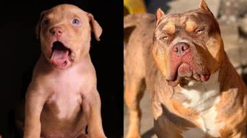 Reprodução/Instagram @bullylairuk