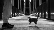 Alek B por Pixabay
