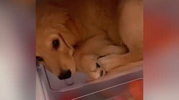 Reprodução/TikTok @talytmarcela