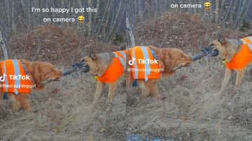 Reprodução / TikTok @thecrazydoggirl