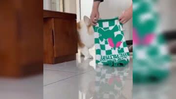 Reprodução/ Vídeo