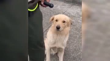 Reprodução/ Vídeo