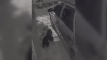 Reprodução/ Vídeo