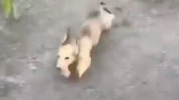 Reprodução/ Vídeo