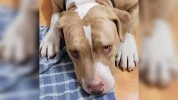 Reprodução/ Vídeo