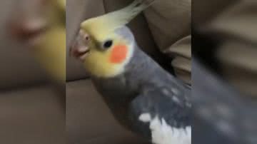 Reprodução/ Vídeo