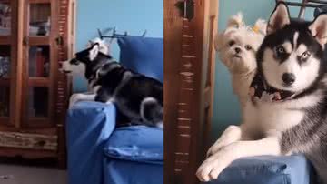 Reprodução/Instagram @yuriohusky