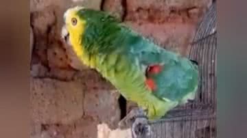 Reprodução/ Vídeo