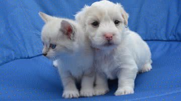 JackieLou DL por Pixabay