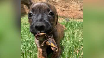 Reprodução/TikTok @fernandadpinheiro