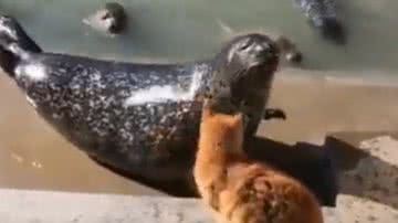 Reprodução/ Vídeo