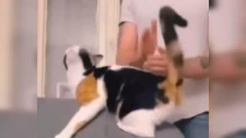 Reprodução/ Vídeo