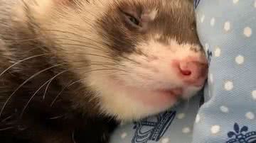 Reprodução/ Vídeo