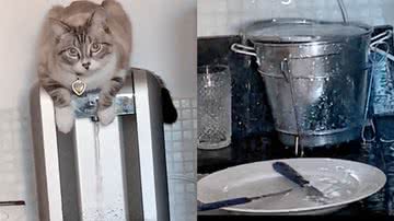 Reprodução/TikTok @juliabertinal