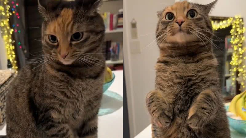 Reprodução/TikTok @mother_ofcats_