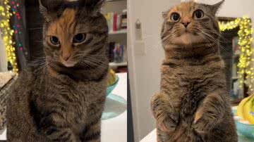 Reprodução/TikTok @mother_ofcats_