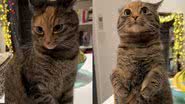 Reprodução/TikTok @mother_ofcats_