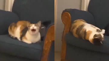 Reprodução/TikTok @gatinhossos