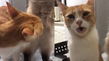 Reprodução/TikTok @mattheusgalvao