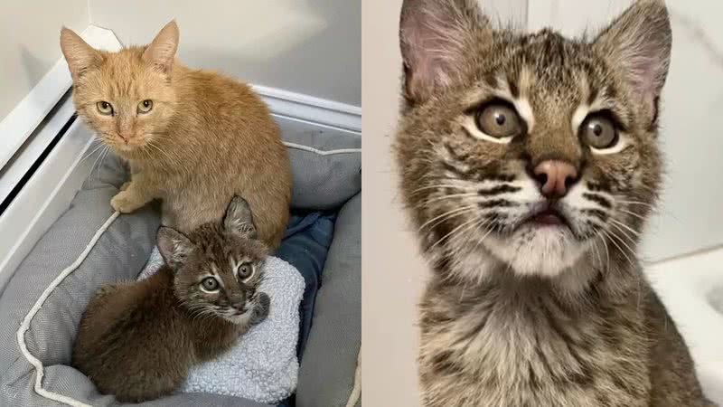 Arquivo pessoal/Spicy Cats/Facebook/Millstone Wildlife Center
