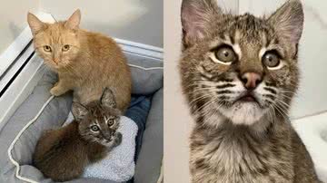 Arquivo pessoal/Spicy Cats/Facebook/Millstone Wildlife Center