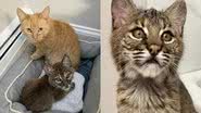 Arquivo pessoal/Spicy Cats/Facebook/Millstone Wildlife Center