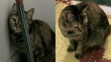 Reprodução/TikTok @lanarafs