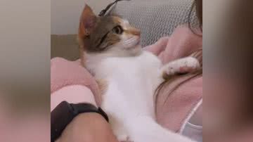 Reprodução/TikTok @miagatinhaaa