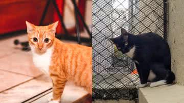 Reprodução/Leitor BNews