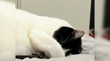 Reprodução/ Vídeo