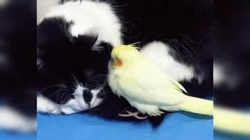 Reprodução/ Vídeo