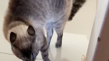 Reprodução/ Vídeo