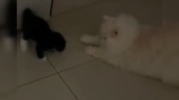 Reprodução/ Vídeo