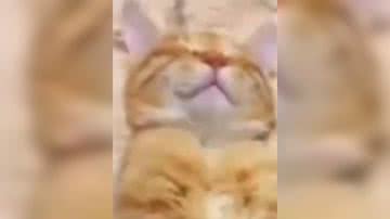 Reprodução/ Vídeo