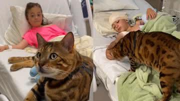 Reprodução/Instagram @petroliarthur