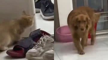 Reprodução/TikTok @sweetystarcat