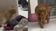 Reprodução/TikTok @sweetystarcat