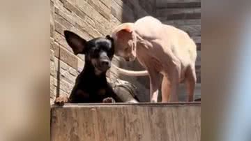 Reprodução/TikTok @equipe.exotica