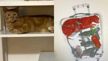 Arquivo Pessoal/Reprodução/Twitter @TSA