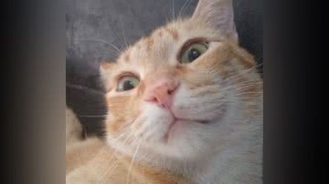 Reprodução/TikTok @igorrietow1