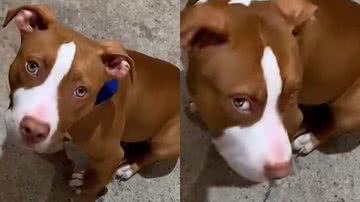 Reprodução/TikTok @stefanyantico