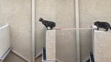 Reprodução/TikTok @amybeth4976