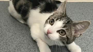 Arquivo pessoal/Cats Protection